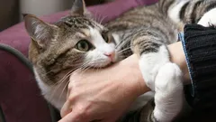 Tato barva v interiéru postupně přivádí kočky k šílenství – zkontrolujte svůj domov