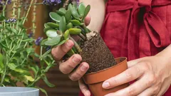 Zahrádkáři se přou: Proč přidat špetku černého pepře do květináče s tlusticí?