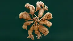 Krysí král: mýtus, nebo vzácná realita – a proč se o tom vědci přou