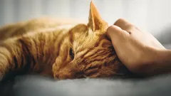 Jak správně hladit kočky: neodolá ani ten nejrozmazlenější mazlíček