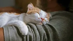 Nejen kvůli teplu: Co ve skutečnosti znamená, když si kočka lehne pánovi na hruď