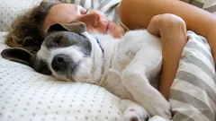 Spánek se psem spouští nečekané procesy – nejde jen o teplo