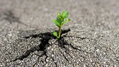 Tyto rostliny dokážou zničit beton: Tohle na své zahradě nikdy nesázejte