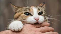 Proč vás kočka pořád kouše do prstů: odpověď zoologa vás může překvapit