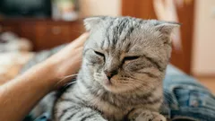 Jak poznat, že vás kočka miluje: zooložka prozradila 6 pádných znaků