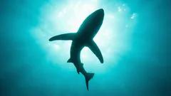 Dno, které by nemělo existovat: Co skrývá propast 11 kilometrů pod námi?