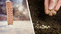 Už v květnu bude zahrada plná: zahradník prozradil, co je třeba zasít v únoru