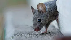 Jak vyhnat myši z domu bez námahy: jeden pach přiměje hlodavce k útěku