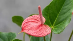 Odborníci označili ideální místo pro spathiphyllum: Bude kvést po celý rok