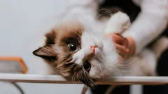 Fenomén kočičí oddanosti: 3 plemena, která vás překvapí svou věrností