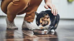 Jak správně zavolat kočku, aby se určitě ozvala: zoologové uvedli nejlepší způsob