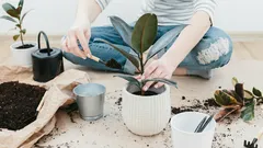 Zahradníci: Jak poznat, kdy je čas rostlinu přesadit, i když vypadá v pořádku