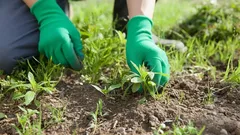 Mnozí ho zbytečně vytrhávají – tato rostlina není plevel, ale nenahraditelný pomocník na zahradě