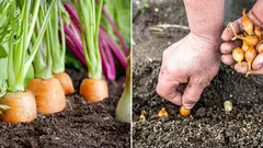 Proč se doporučuje sázet cibuli vedle mrkve: Tip pro všechny zahrádkáře