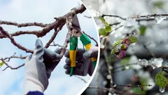 Nemusí to přežít: Zahradník jmenoval rostliny, které v zimě rozhodně nesmíte stříhat