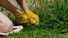 Není to plevel, ale diamant: Tuhle rostlinu lidé vyhazují, i když v sobě skrývá velký užitek